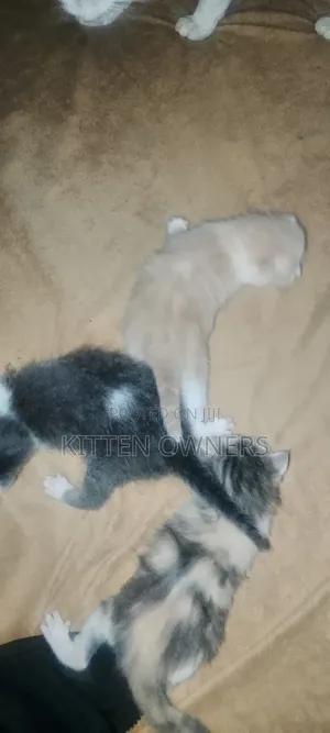 1-3 months Female Mixed Breed Cat