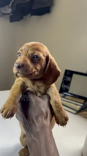 1-3 months Male Purebred Dachshund
