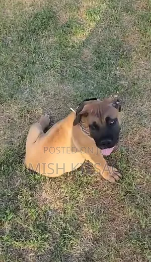 1-3 months Female Purebred Boerboel