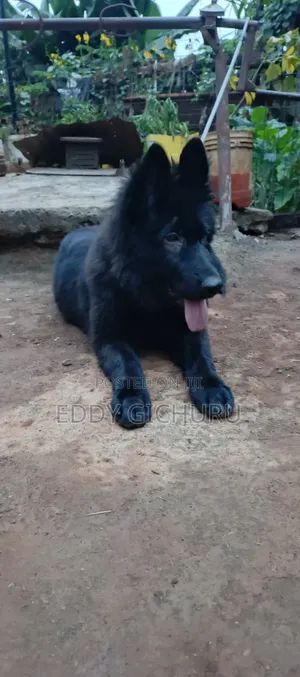 3-6 months Female Purebred German Shepherd