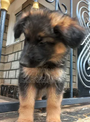 3-6 months Male Purebred German Shepherd