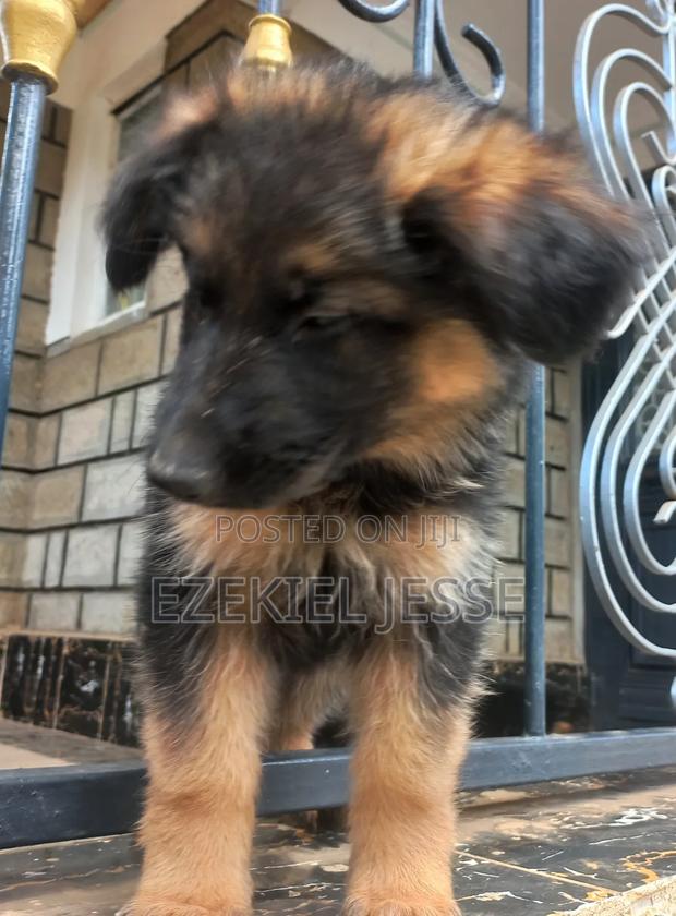 3-6 months Male Purebred German Shepherd