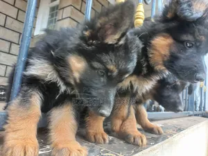 3-6 months Male Purebred German Shepherd
