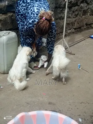 6-12 months Male Mixed Breed Japanese Spitz