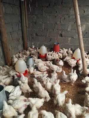 Broiler Chicken Available