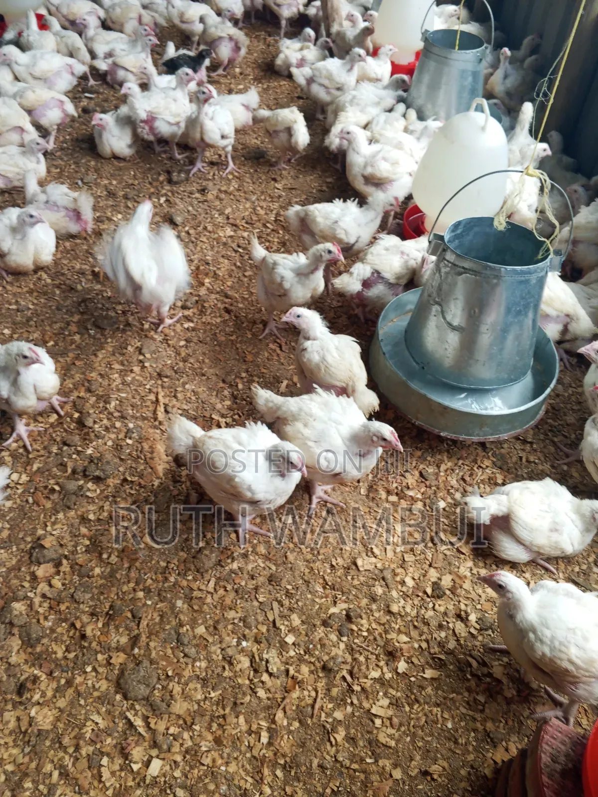 Broiler Chicken Available