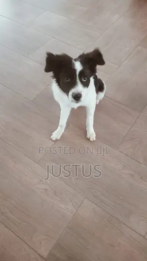6-12 months Male Mixed Breed Border Collie