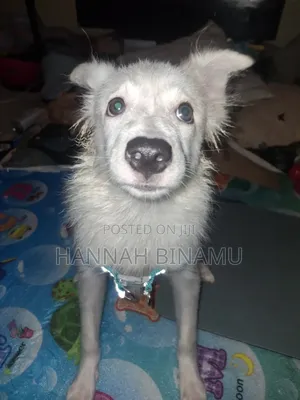 6-12 months Male Purebred Chihuahua