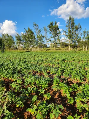 Prime 3acres Ngong-Kibiko (Baboon Crescent)