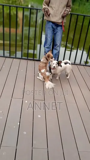 3-6 months Female Mixed Breed Papillon