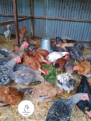 Kienyeji Imroved Chicken(3 to 4kg) on Sales