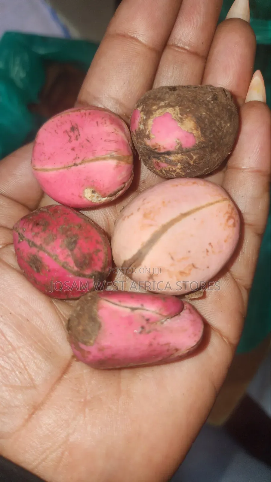Kola Nut West Africa