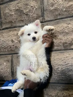 1-3 months Female Purebred Japanese Spitz