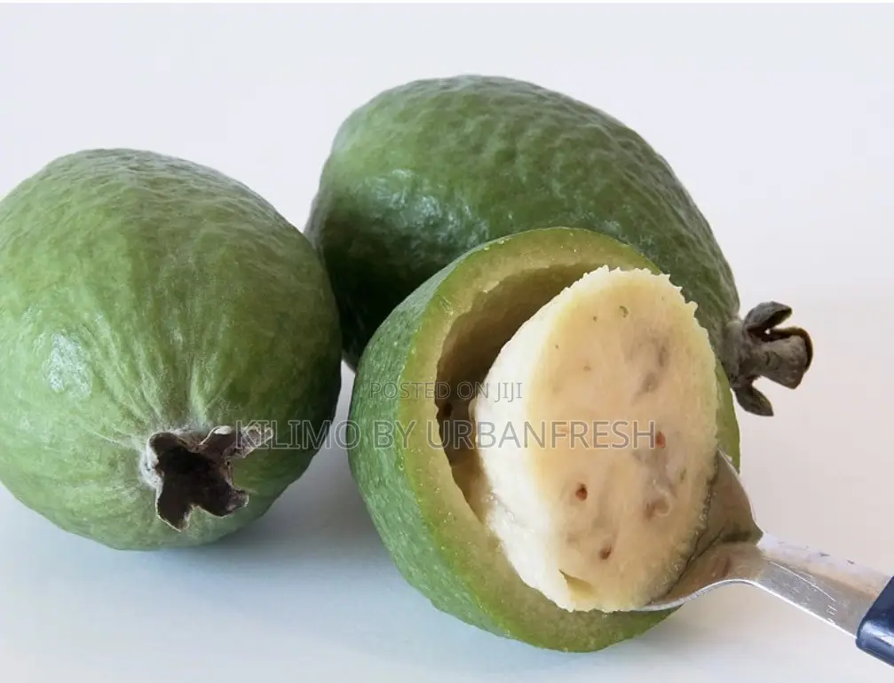 Pineapple Guava Seedling.