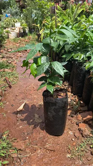 Pineapple Guava Seedling.