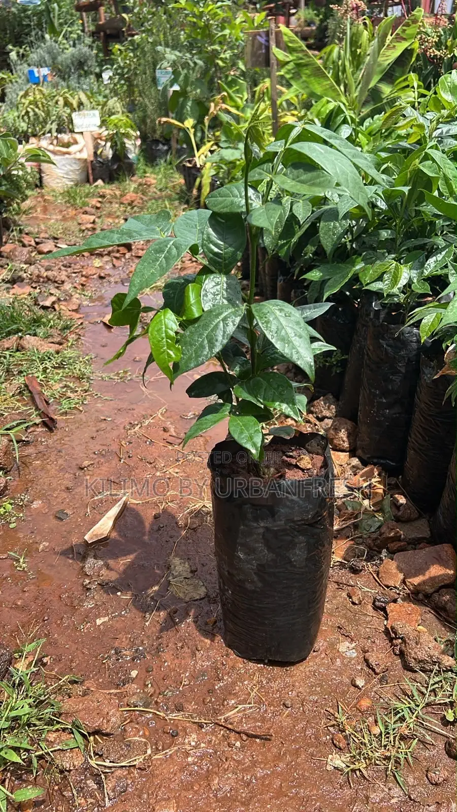 Pineapple Guava Seedling.