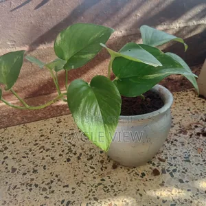 Plant lovers.ke