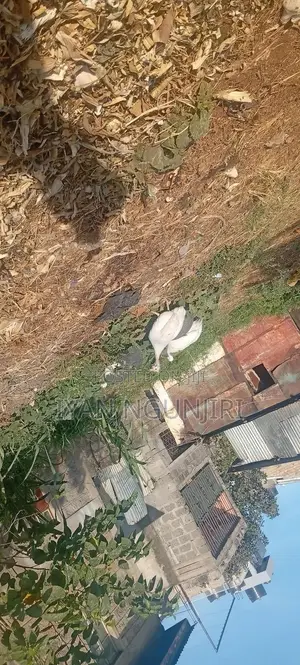 Poultry Farm