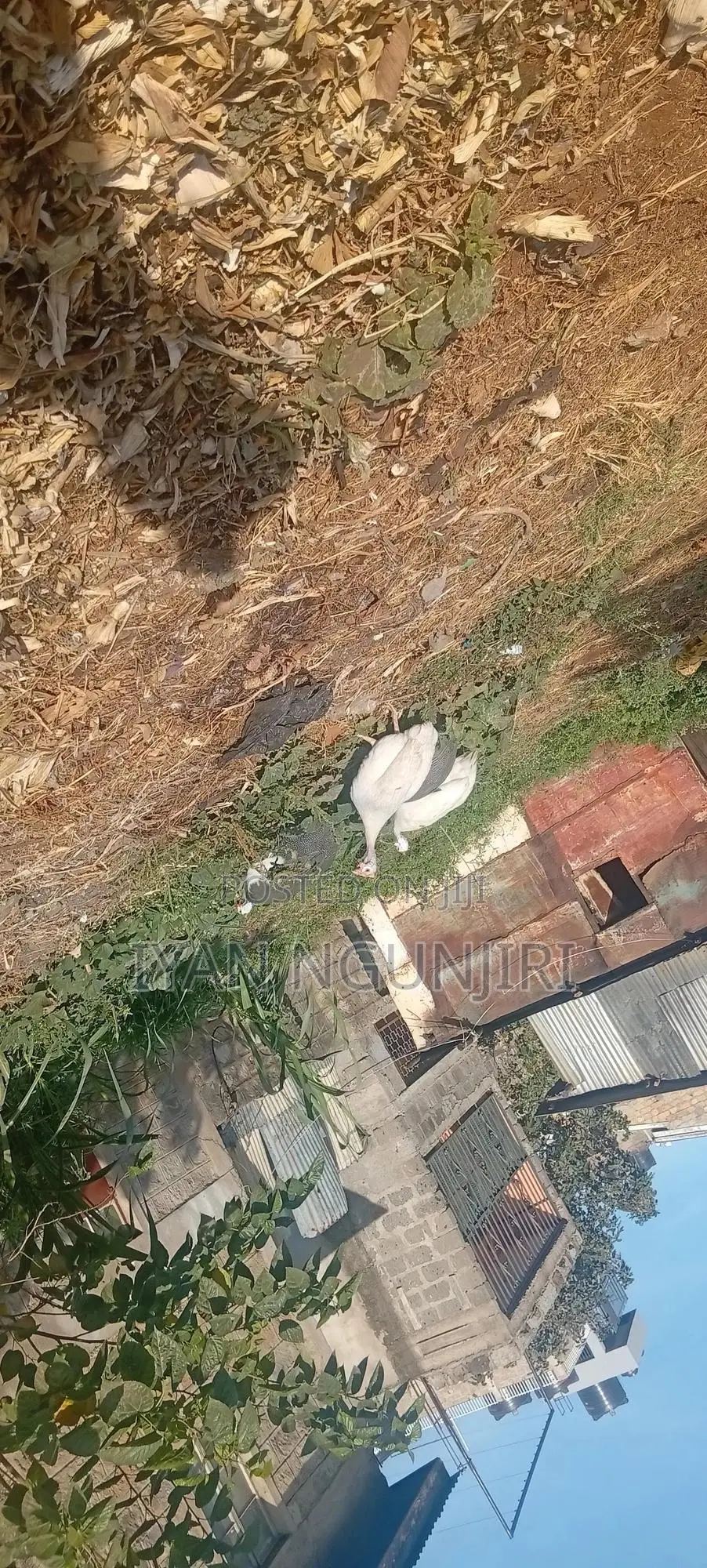Poultry Farm