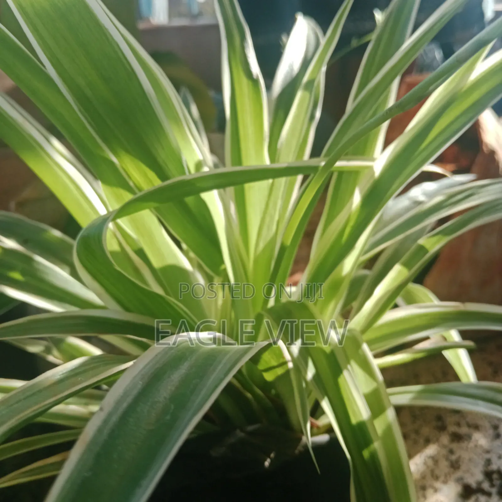 Plant lovers.ke