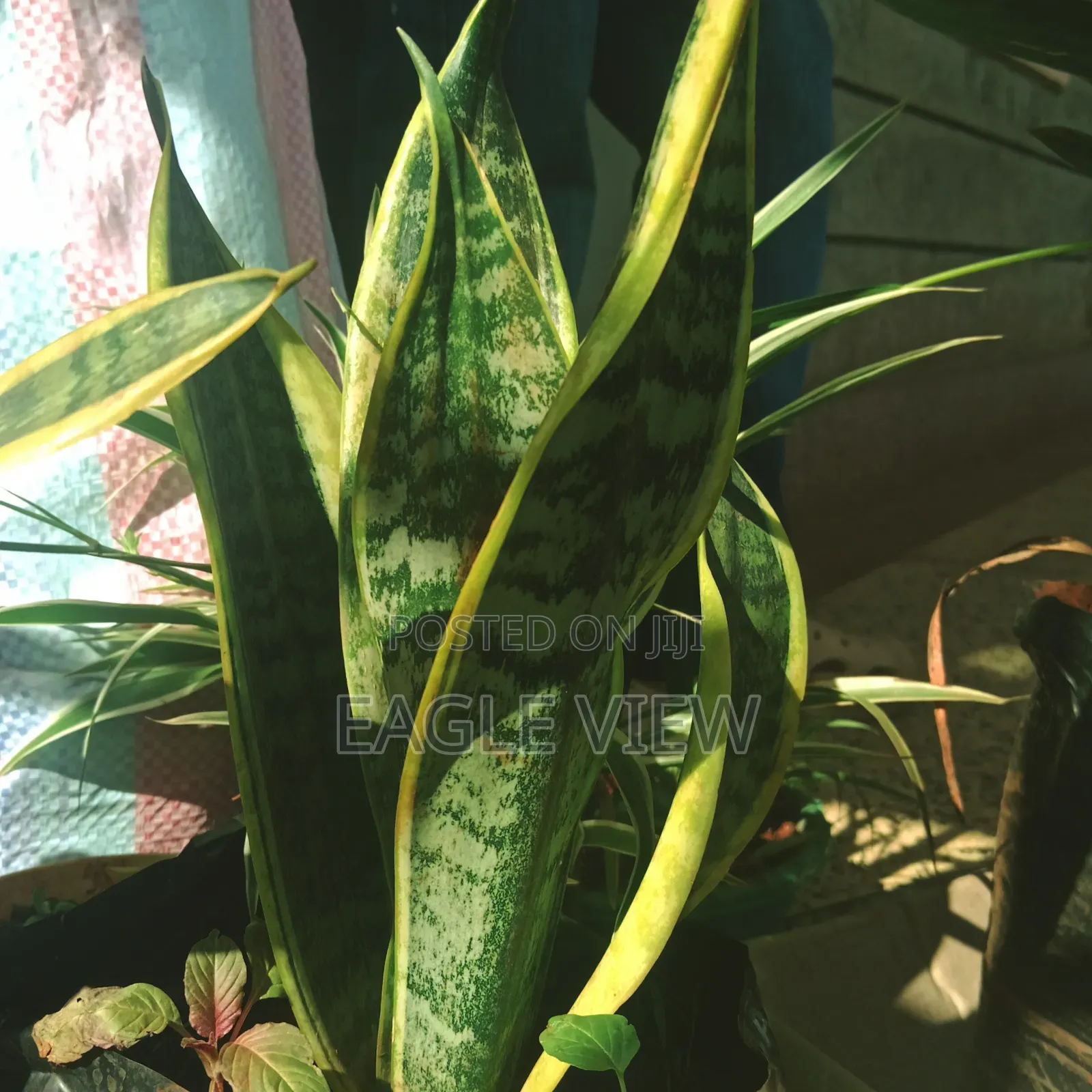Plant lovers.ke