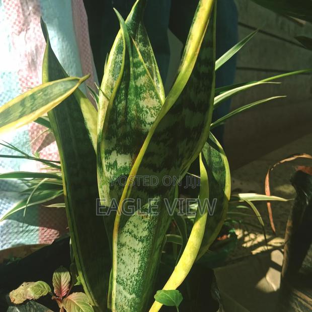 Plant lovers.ke - thumbnail 3