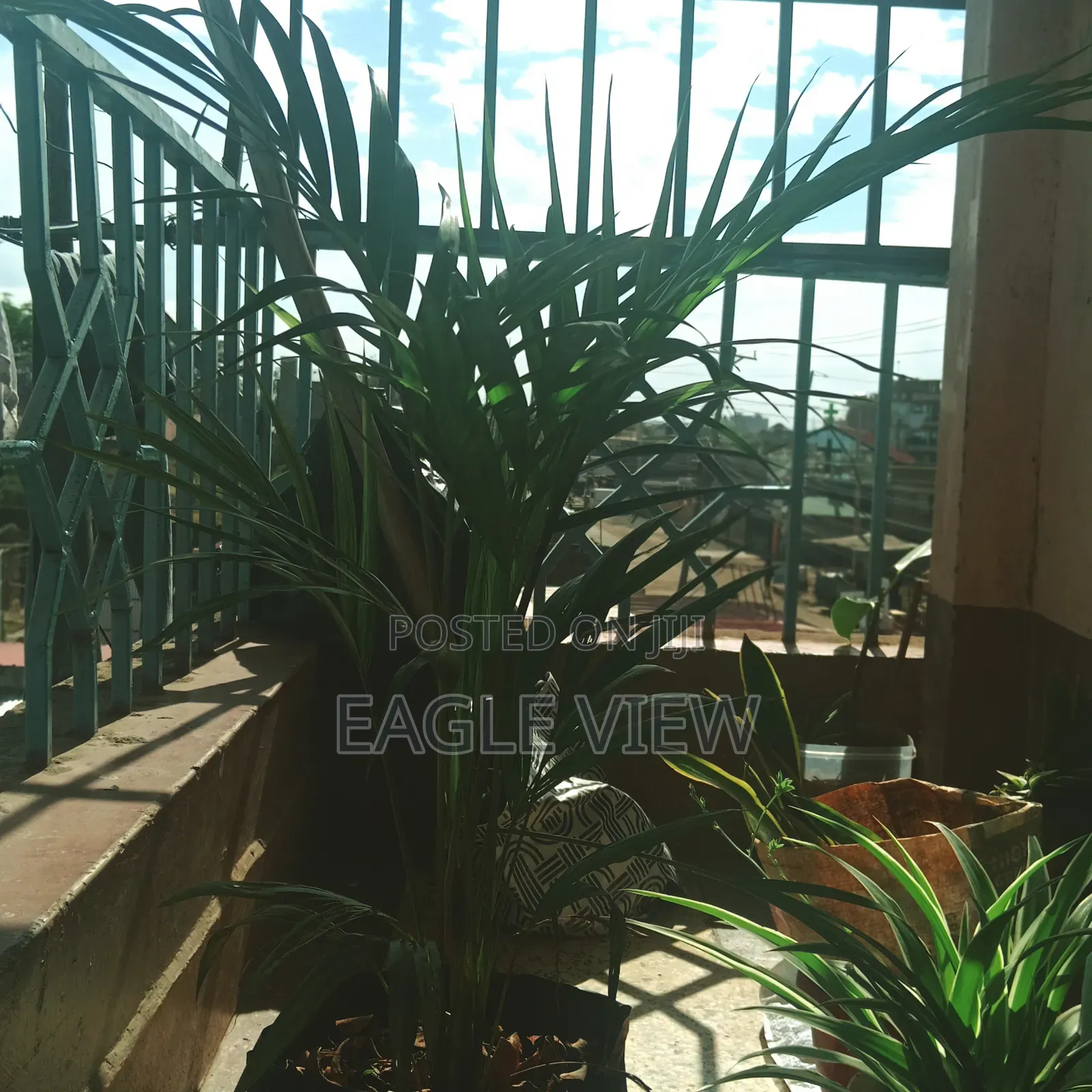 Plant lovers.ke