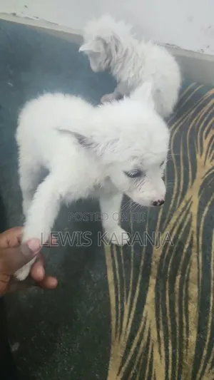 1-3 months Male Purebred Chihuahua