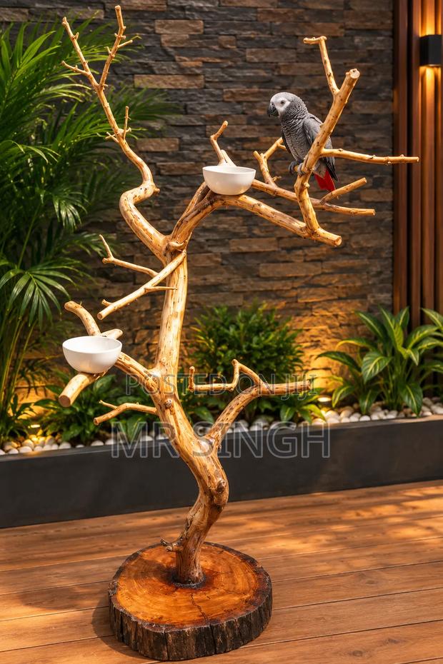 African Parrots - main view