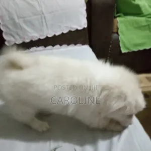 3-6 months Male Purebred Japanese Spitz