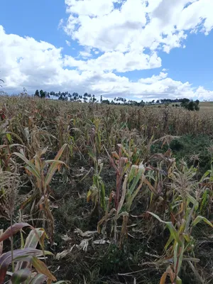 Land for Sale in Rurii