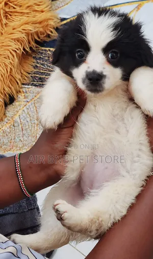 1-3 months Female Purebred Havanese