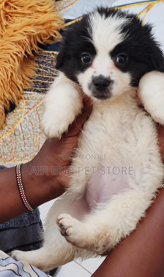 1-3 months Female Purebred Havanese