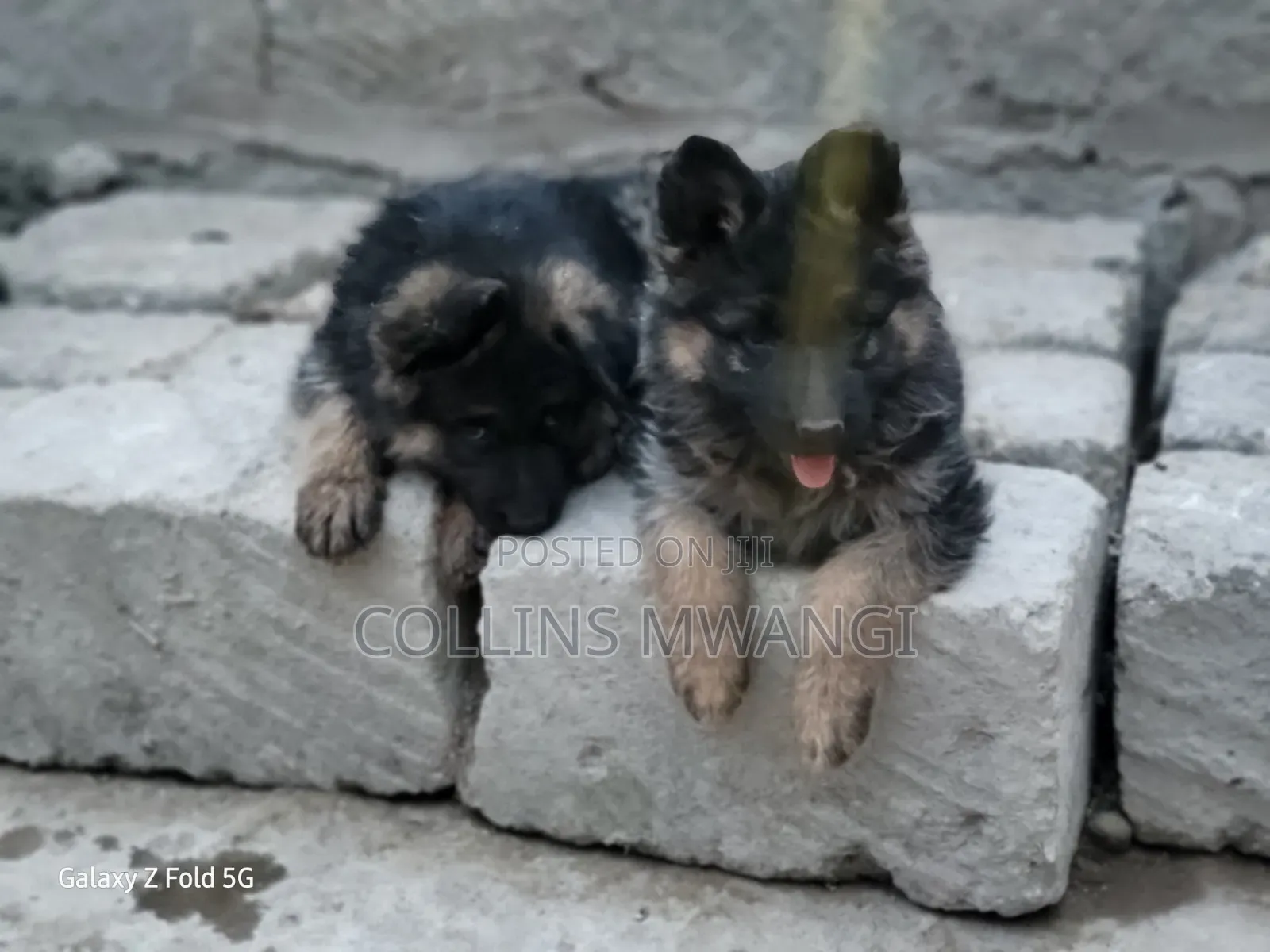 1-3 months Female Purebred German Shepherd
