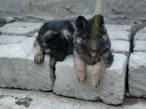 1-3 months Female Purebred German Shepherd