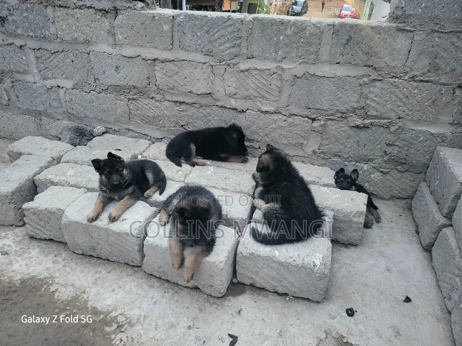 1-3 months Female Purebred German Shepherd