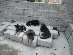 1-3 months Female Purebred German Shepherd