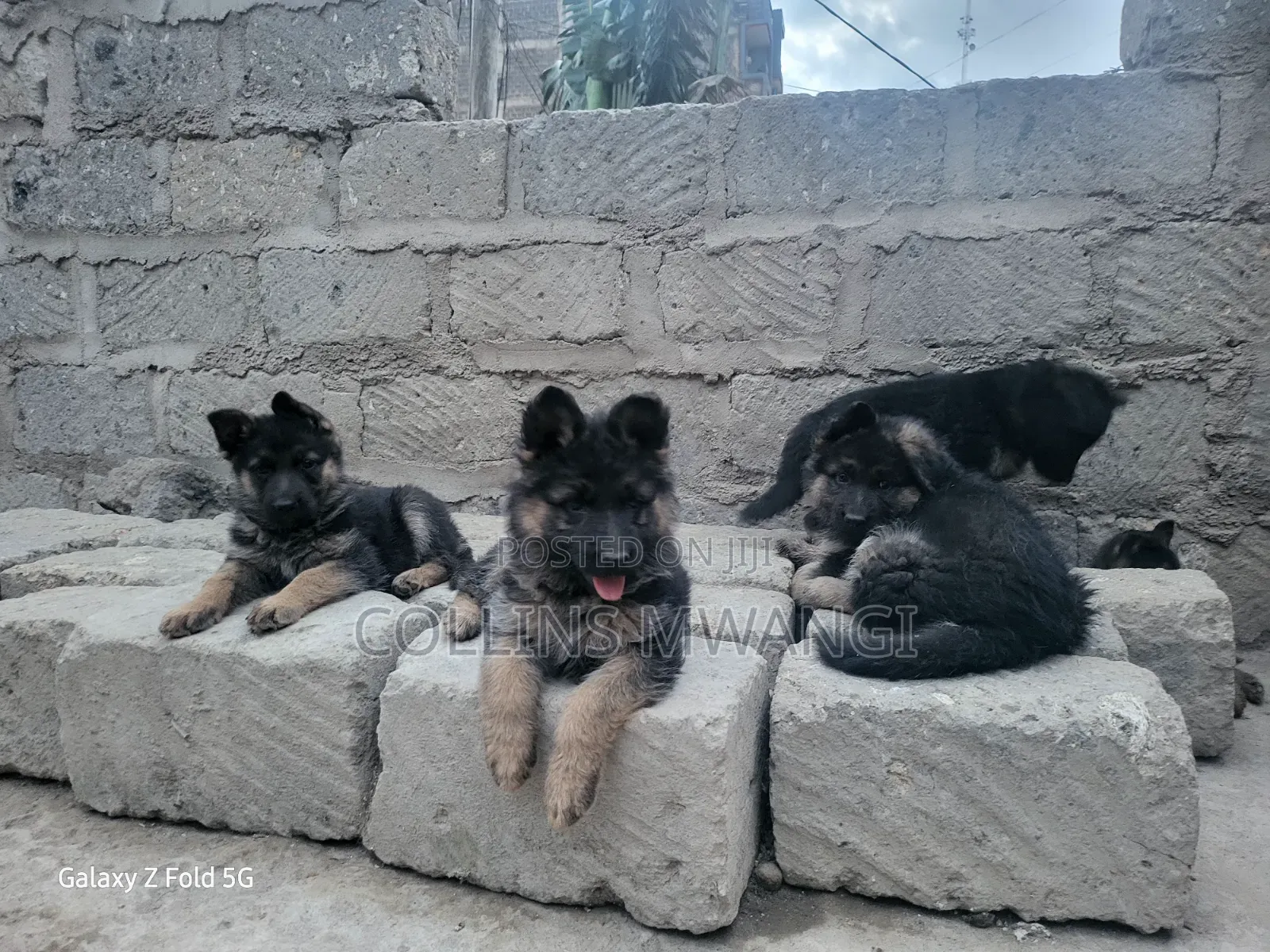 1-3 months Female Purebred German Shepherd
