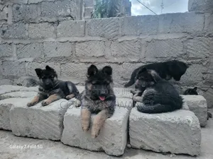 1-3 months Female Purebred German Shepherd