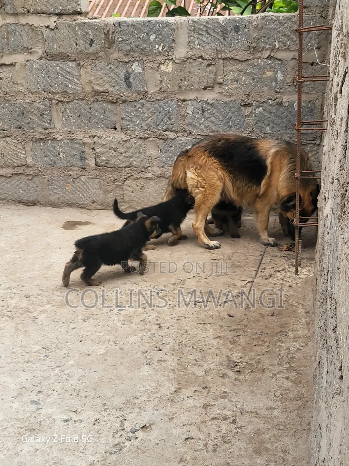 1-3 months Female Purebred German Shepherd