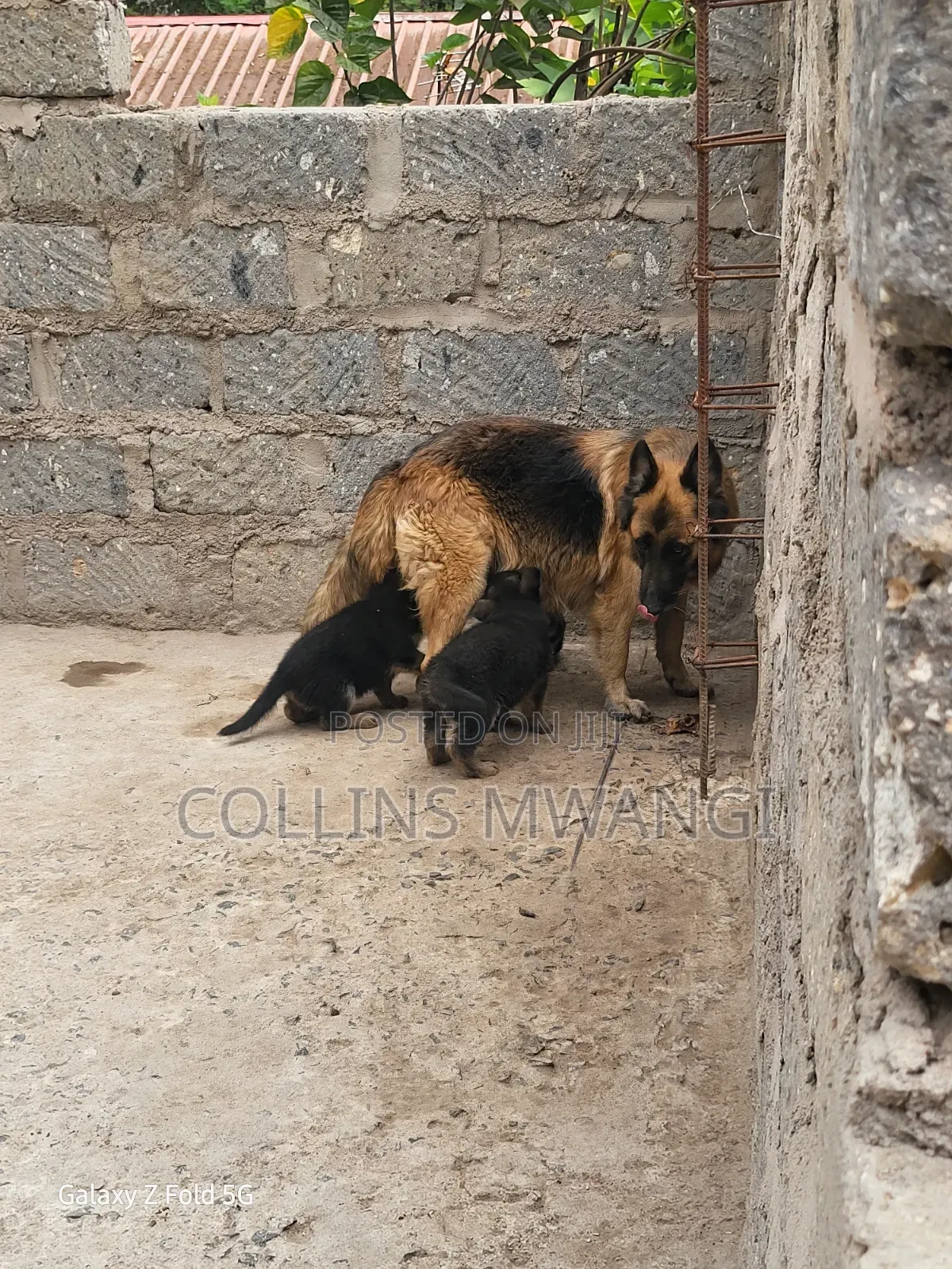 1-3 months Female Purebred German Shepherd