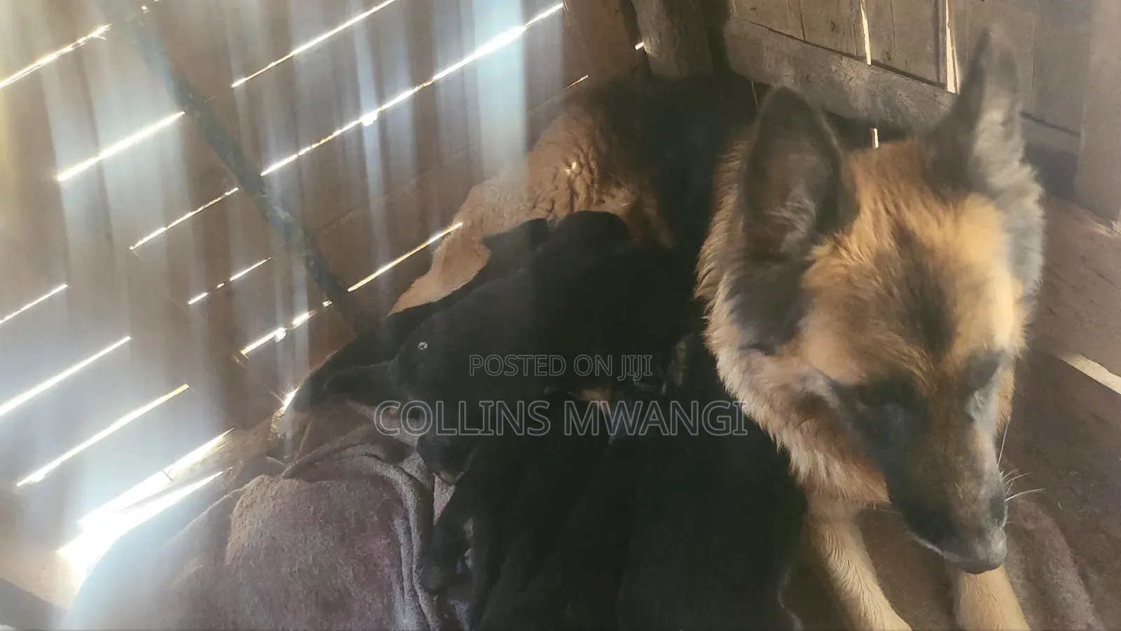 1-3 months Female Purebred German Shepherd