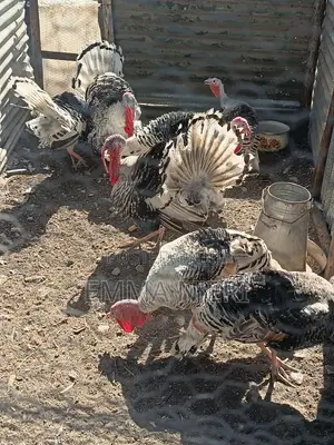 Toms and Hens Narragansett Turkeys for Sale
