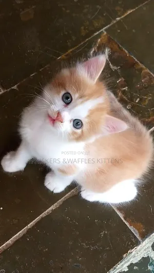 1-3 months Male Purebred Tabby