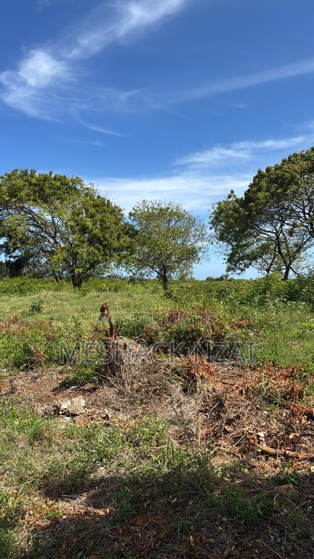 Malindi Casuarina - thumbnail 4