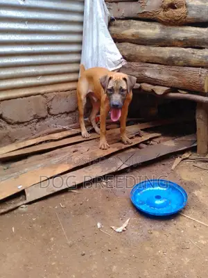 3-6 months Male Purebred Boerboel