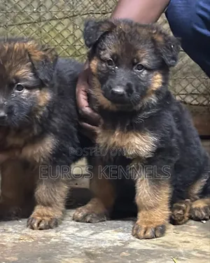 1-3 months Male Purebred German Shepherd