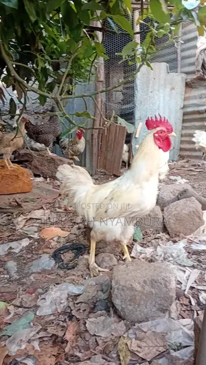 Mature Pure Kienyeji Rooster, (Jogoo)