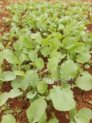 Collard Sukuma Wiki Seedlings