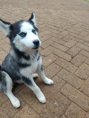 1-3 months Male Purebred Siberian Husky